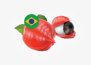 Brazilian Guarana Extract Caffeine 36% - Macrovita Body Scrub Gel 150ml