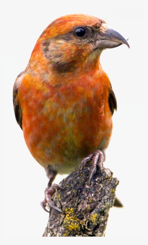 Red Crossbill