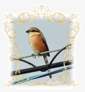 Bird And Just From The Sound Of The Name, I've Had - Html