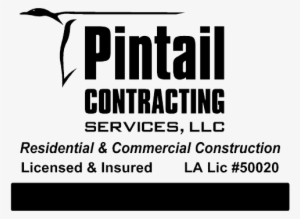Pintail - Poster