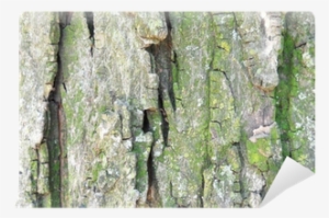 Birch