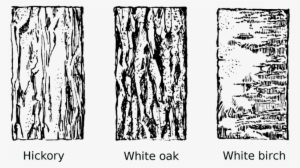 Tree Bark Tree Clipart Vector Transparent Library - Drawing Tree Bark Texture