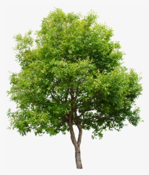 Isolated Trees On White Background, Tree, Green, Isolated - Arbol Con Fondo Blanco