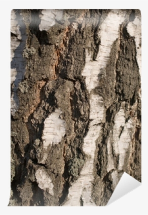 Birch Bark
