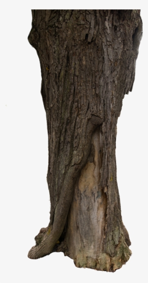 Tree Bark Texture Png