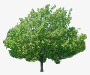 Tree Bark Texture Png Multimedia Artist - Arbl Con Fondo Balnco