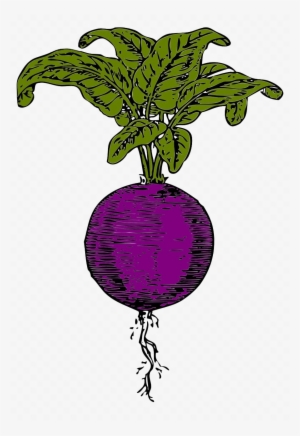 Beet Transparent Image - Beet Clipart Png