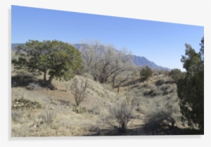 Red Blur Canvas Print - Mexican Pinyon