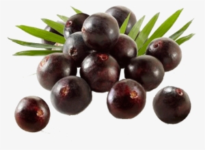 Polpa De Açai - Indus Viva Health Sciences