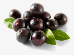 Nativo Raw Acai - Organic Acai Berry (pink) Powder, 1/2 Lb