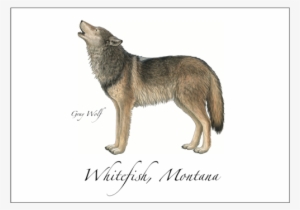Gray Wolf New - Canis Lupus Tundrarum
