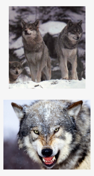 The Gray Wolf, Also Known As The Timber Wolf, Can Survive - Coniferous Forest Gray Wolf