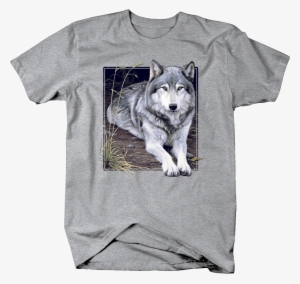 Grey Wolf Sitting On Wilderness Ground Staring Custom
