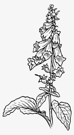 Foxglove - 1s Tee Foxglove 2