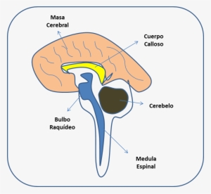 Cerebro 1 - Brain