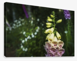 Foxglove Blooms In A Garden Canvas Print - Foxglove Blooms In A Garden Poster