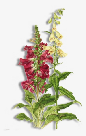 The Images Are Png Files - Digitalis Purpurea Png