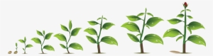 Plant-growth - Plant Growth Png