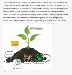 Biofertiliser Technology Employs Plant-microbe Interactions - Microbes As Biofertilizers