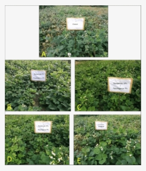 Plant Growth Parameters Field Treatments Exo Morphological - Effect Of Vermiwash On Plant Growth