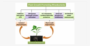 Main Mechanism Of Plant Growth Promotion By Rhizobacteria - Science