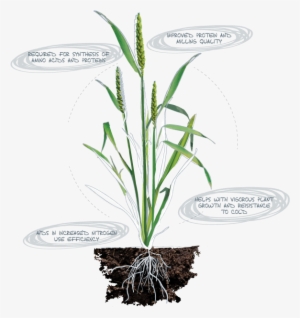 Sulphur - Deficiency Symptons - Legume Plant Roots Png