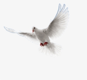 Visitar - Paloma Png Sin Fondo