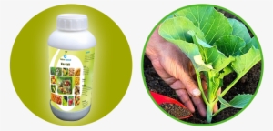 Plant Growth Promoters - Cabbage