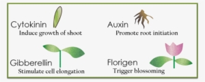 Image Of The Plant Growth Regulators - Gibberellins Plant Hormone