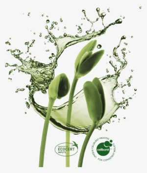 Plant Growth In Harmony With Nature - Water Splash Transparent Background Png