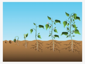 Dry Beans Growth Stages Presentation - Beans Growth Stages
