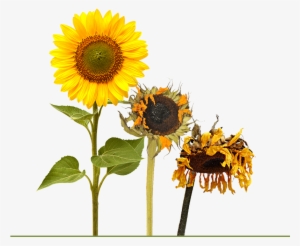 A Blooming Sunflower Followed By Two Other Sunflowers - Life Cycle Of A Sunflower By Grace Jones