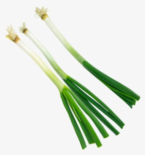 Green Onion - Portable Network Graphics
