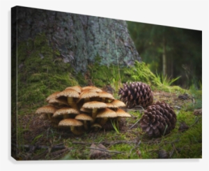 Mushrooms And Pine Cones On The Forest Floor