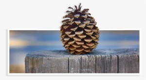 As Bob George Once Said, Pinecone-1168741 - Conifer Cone