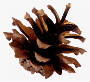 Pinecones-02 - Wood