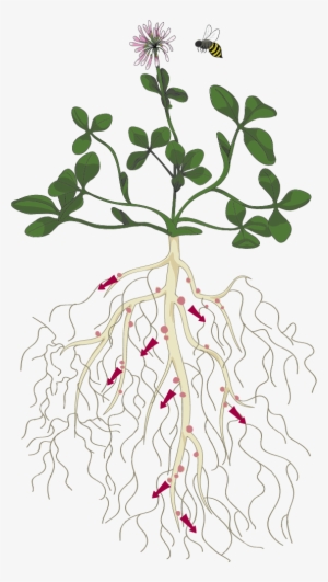 Anatomy Of A Fixation Plant - Clover Plant Root
