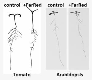 How Plant Roots Can See Light - Light