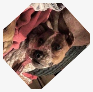 Check Out The Earlier Comment By Tetragrade Replying - Meme