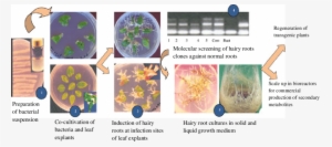 Hairy Root Cultures From Leaf Explants Of Medicinal - Medicinal Plants