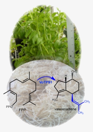 Valerian Chemical Structure