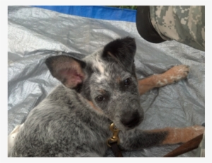 An Image Of Cj The Gray Spotted Sheep Dog Laying Down - Dog
