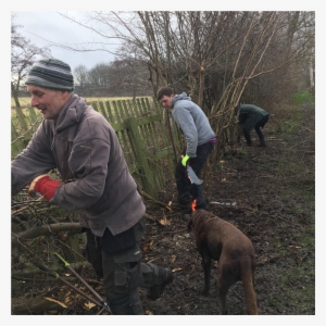 Hedgelaying November 2017-march - 2018