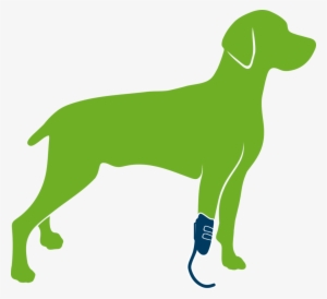Dog With Prosthesis Only