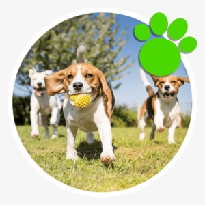 Once You Are Able To Teach Your Puppy To Ask To Go - Dogs Playing