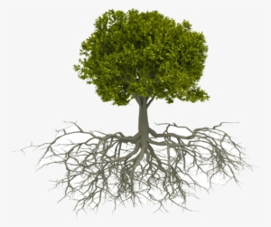 Network - Tree With Roots