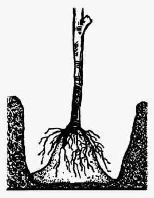 Planting Bare-root On A Crown Of Soil - Illustration