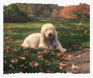 “ Like A Puppy Again - Dietary Supplement