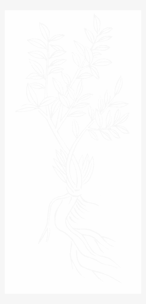 File - Imperial Encyclopaedia - Plant Kingdom - Pic513 - Line Art