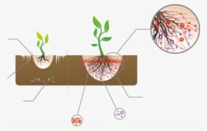 Mykorrhiza Connects To Plant Roots And Extends The - 植物 與 真菌 共生